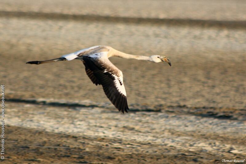 Flamant rose1ère année, Vol