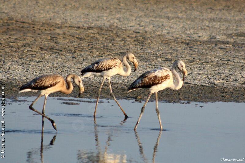 Greater FlamingoFirst year