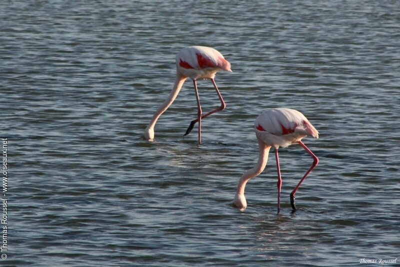 Flamant roseadulte, régime