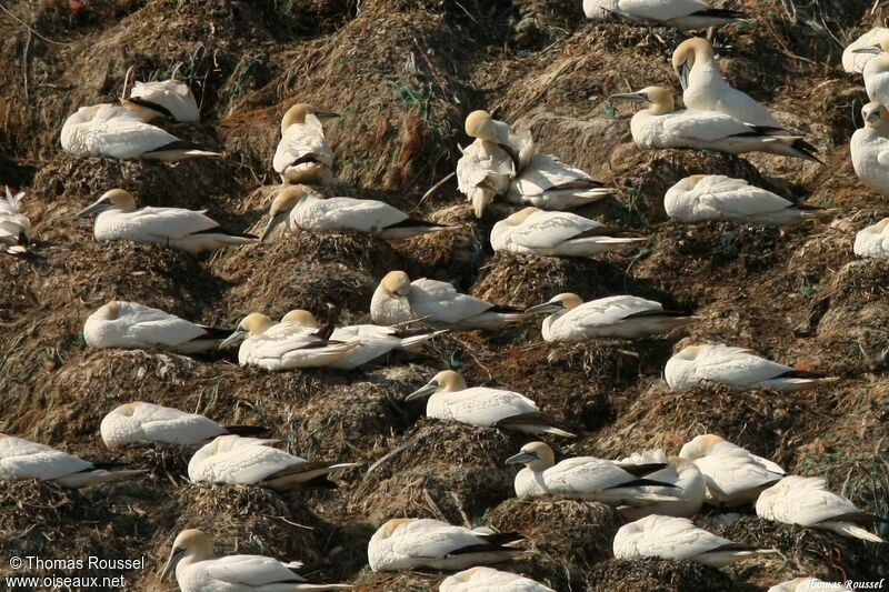 Northern Gannet, Reproduction-nesting