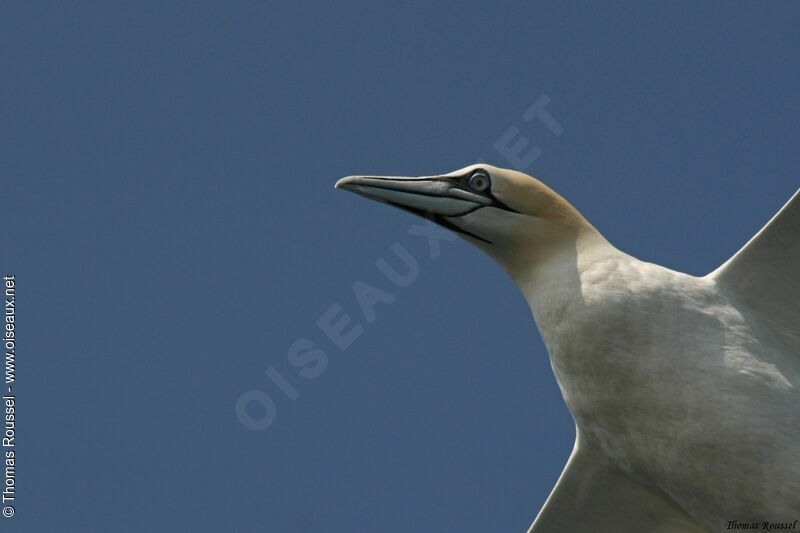 Fou de Bassan, identification