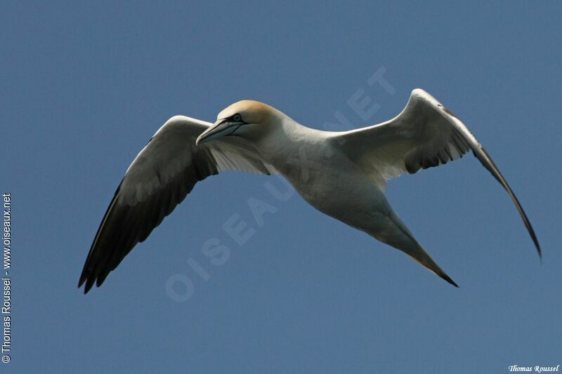 Northern Gannet, Flight