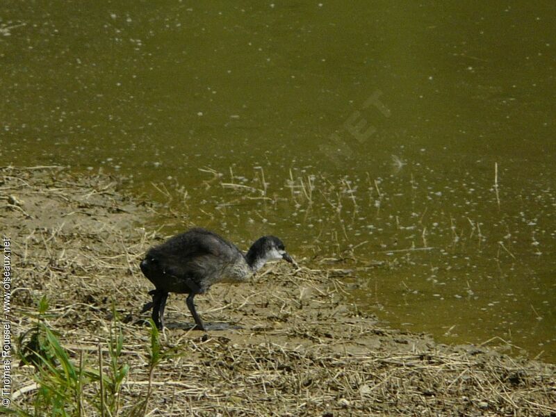 Foulque macroulejuvénile, identification