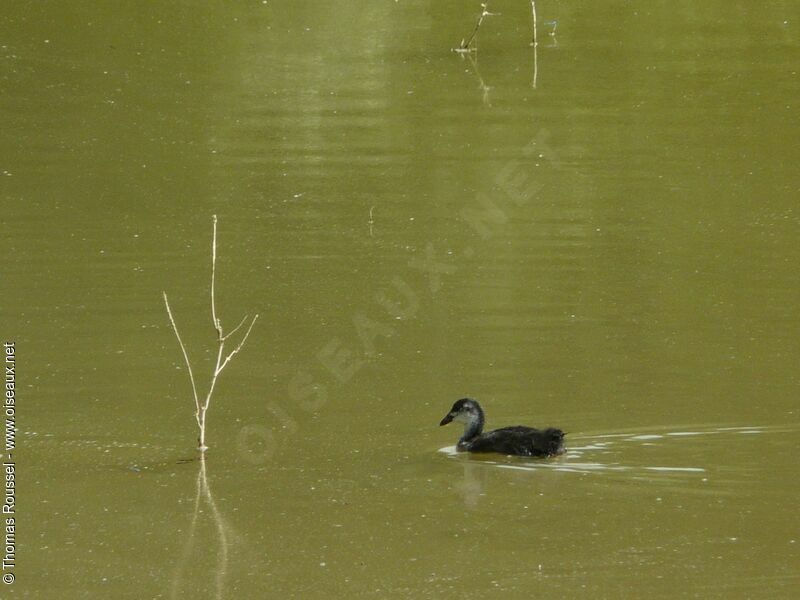 Eurasian CootFirst year