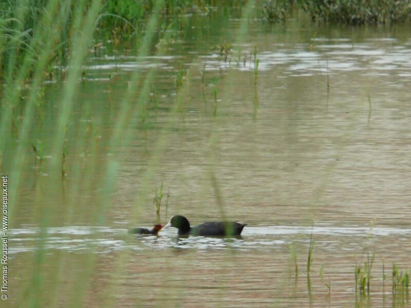 Eurasian Coot