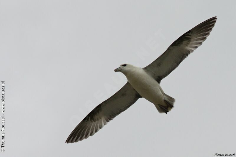 Fulmar boréal, Vol