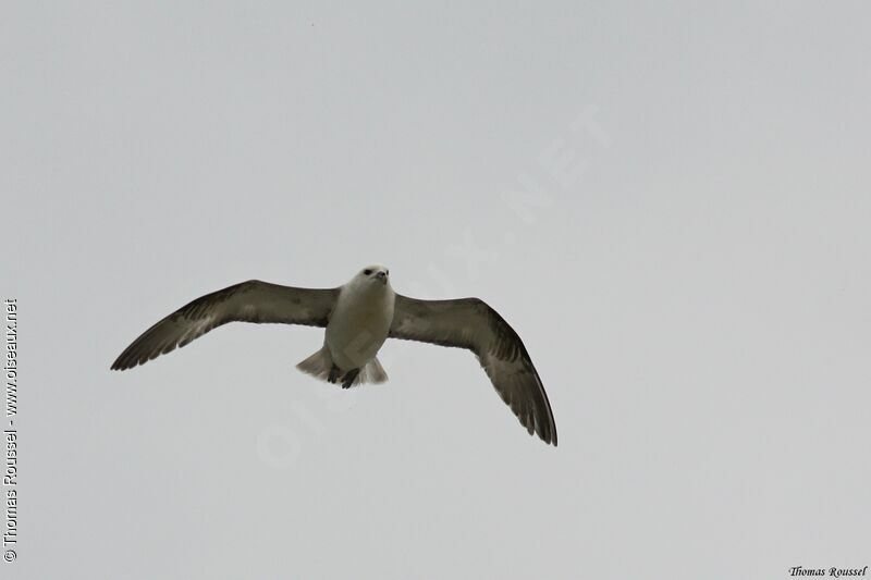 Fulmar boréal, Vol