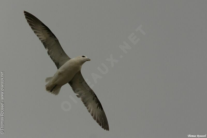 Fulmar boréal, Vol