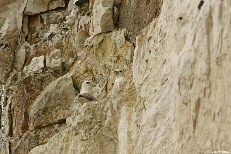 Fulmar boréal, identification