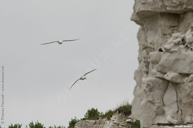 Fulmar boréal, Nidification