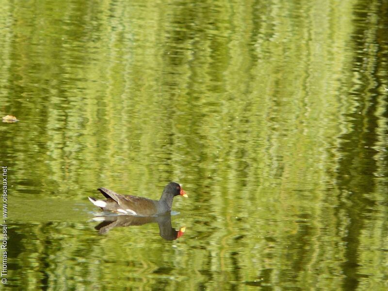 Common Moorhenadult, identification