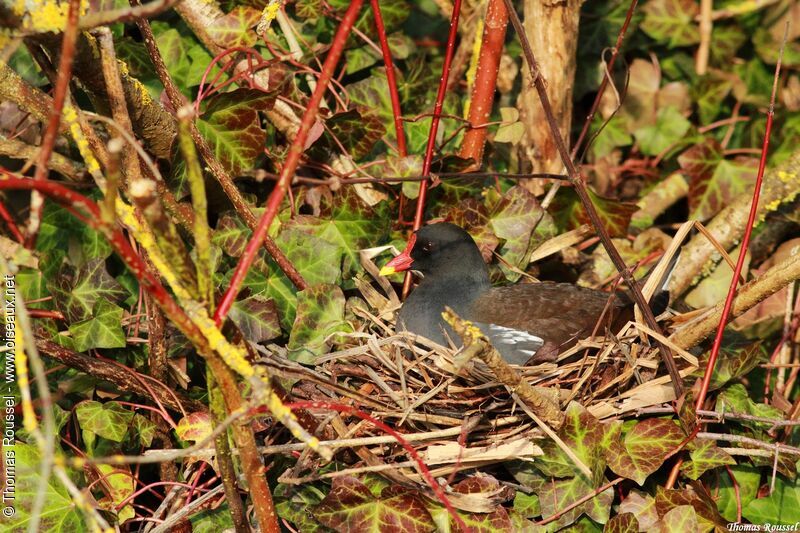 Gallinule poule-d'eau, Nidification