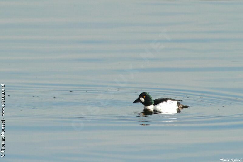 Common Goldeneye male, identification