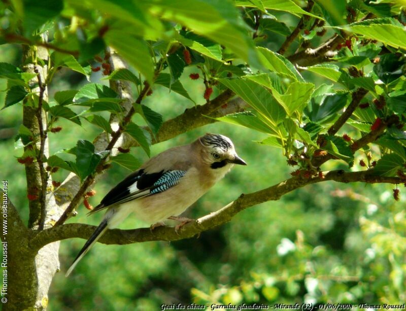 Eurasian Jayadult