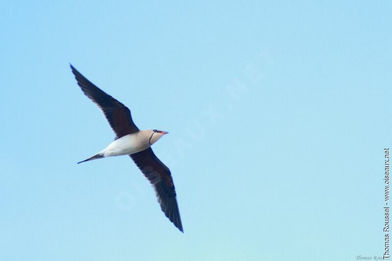 Collared Pratincoleadult, Flight