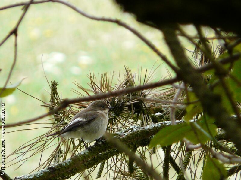 European Pied Flycatcher