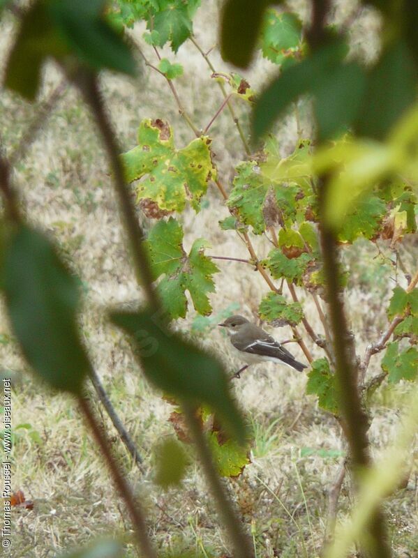 European Pied Flycatcher