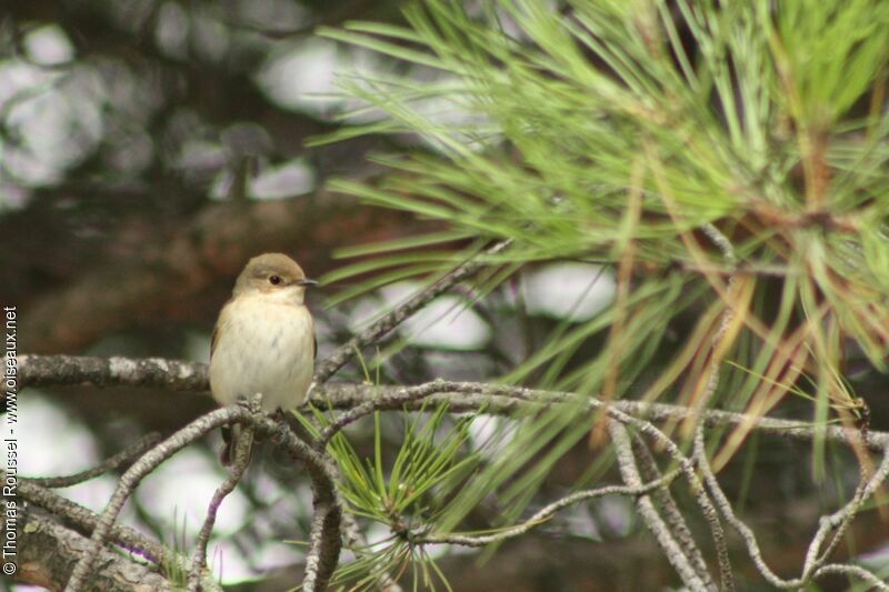 European Pied Flycatcher, identification