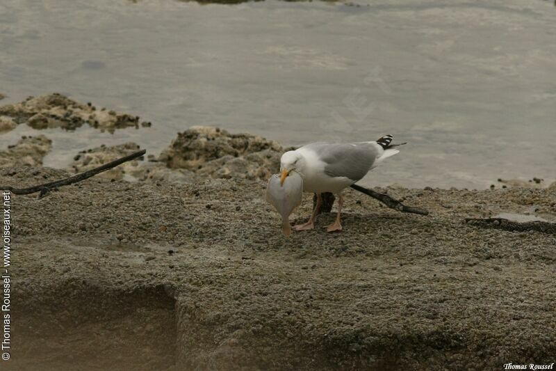 European Herring Gull, feeding habits