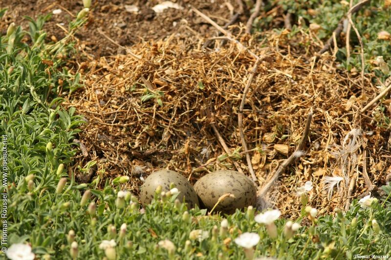 European Herring Gull, Reproduction-nesting