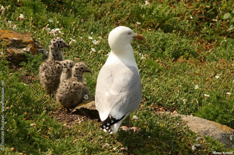 Goéland argenté, identification, Nidification