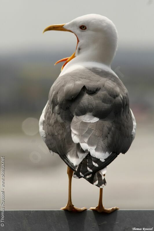 Lesser Black-backed Gull, Behaviour