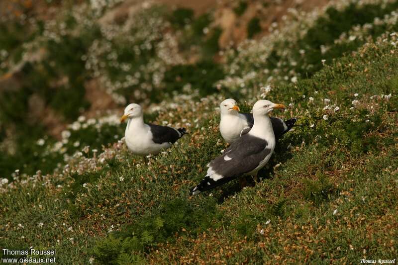 Goéland brunadulte nuptial, habitat, Nidification