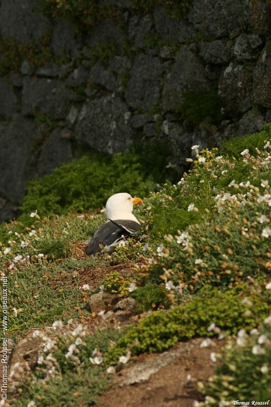 Lesser Black-backed Gulladult breeding, Reproduction-nesting