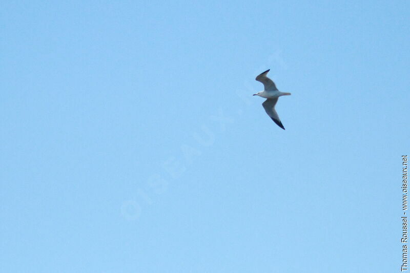 Audouin's Gull, Flight