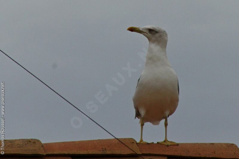 Yellow-legged Gull