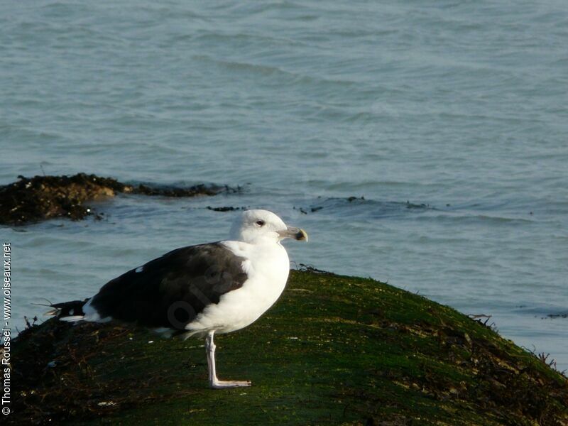 Great Black-backed Gull