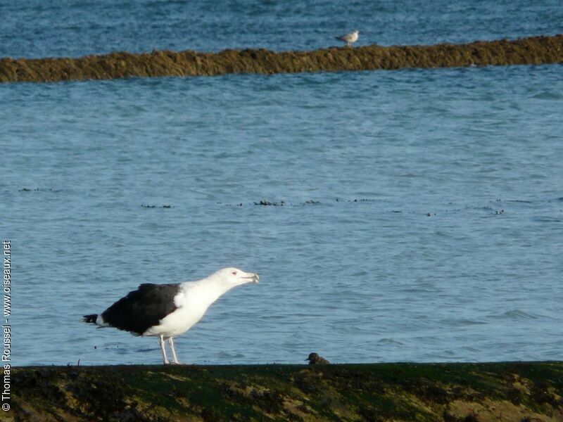 Great Black-backed Gull