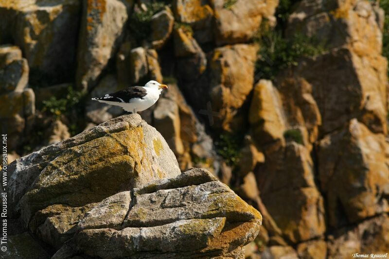 Great Black-backed Gull