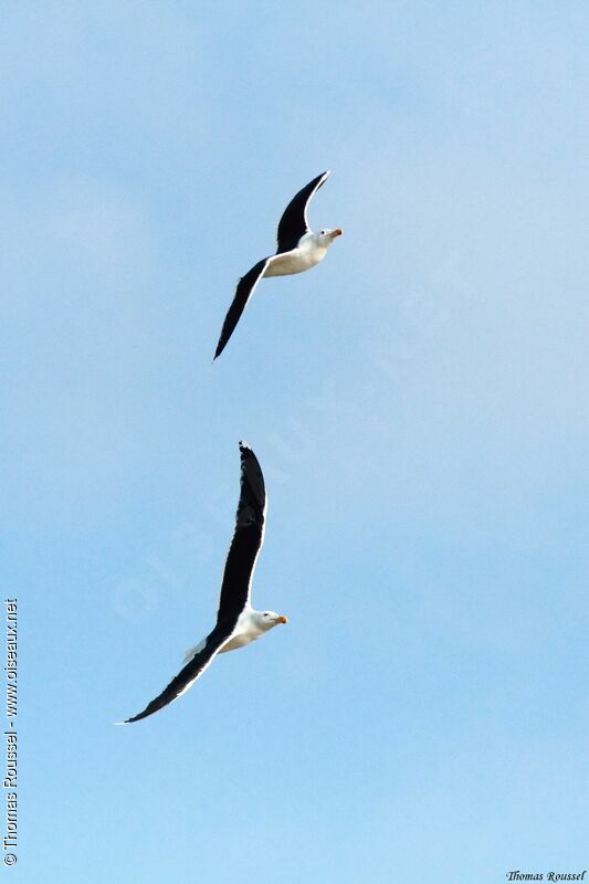 Great Black-backed Gull, Flight