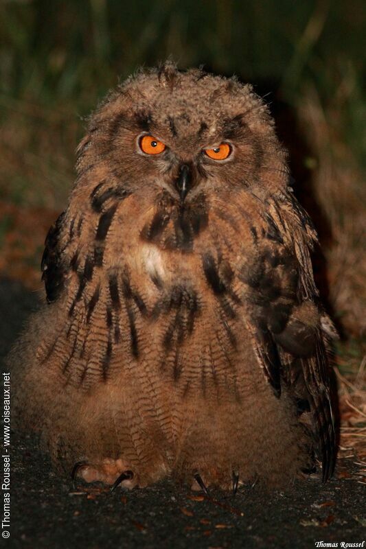 Eurasian Eagle-Owljuvenile