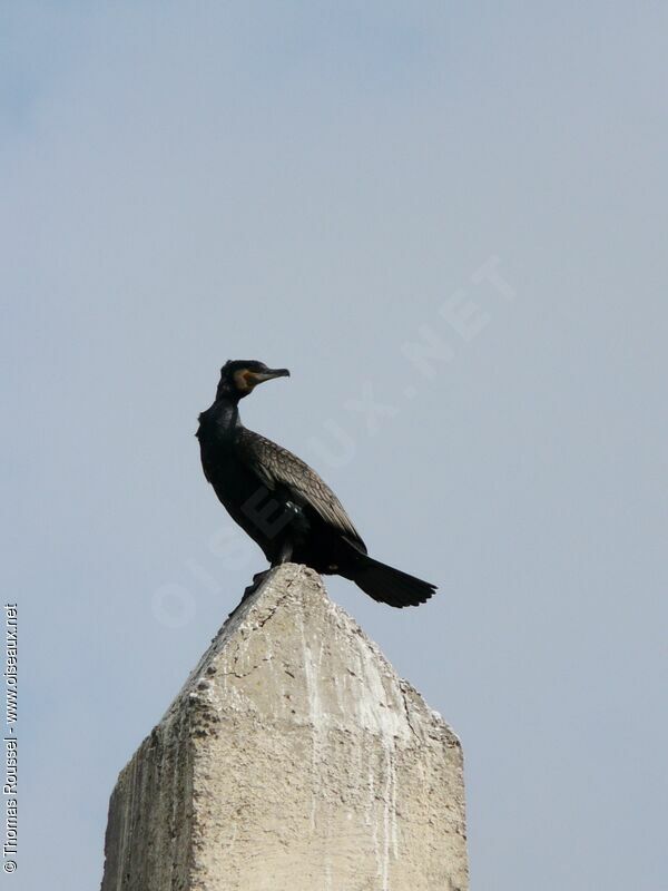 Grand Cormoran, identification