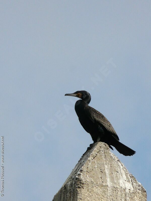 Grand Cormoran, identification