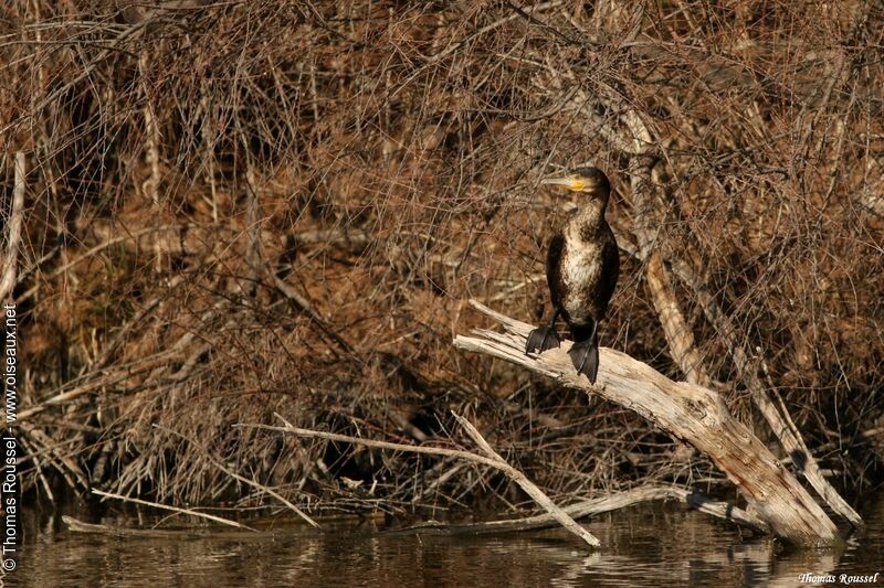 Great Cormorant