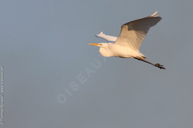 Great Egret, Flight