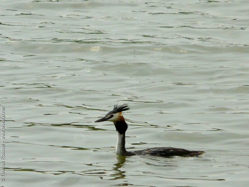 Great Crested Grebe, identification