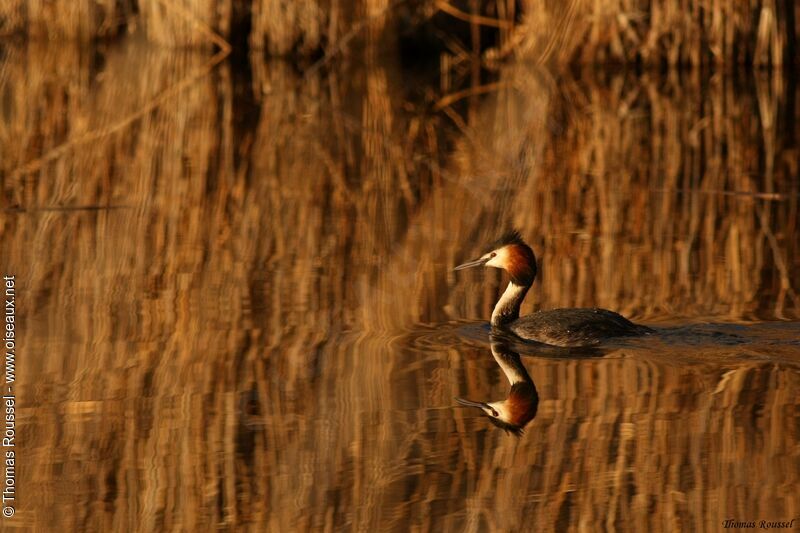 Great Crested Grebe, identification