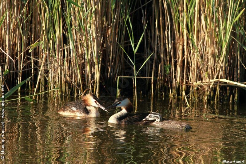 Great Crested Grebe , Reproduction-nesting