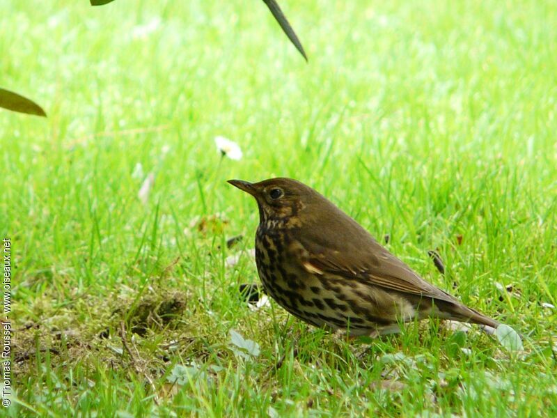 Song Thrush, identification