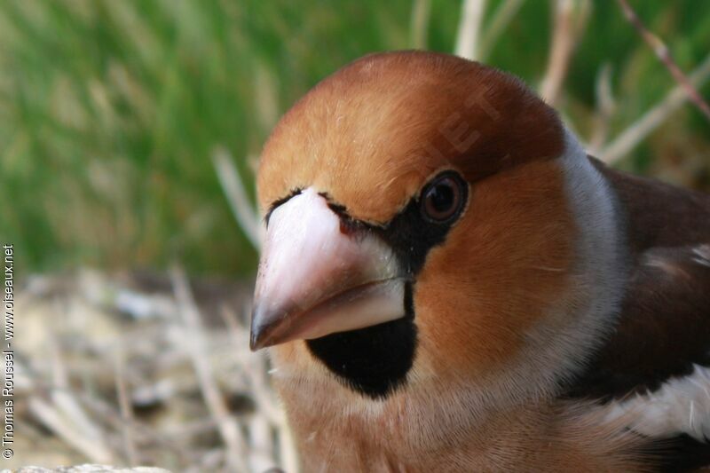 Hawfinch male adult