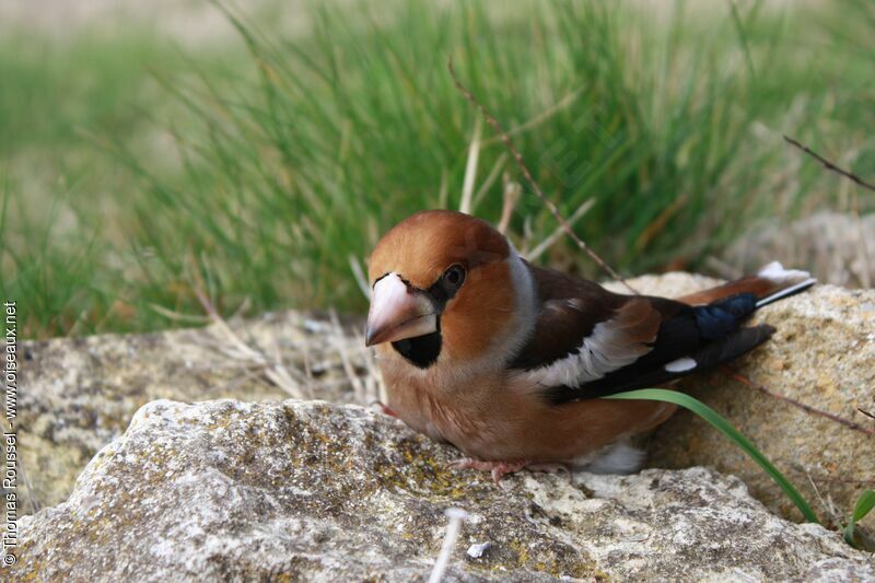 Grosbec casse-noyaux mâle adulte, identification