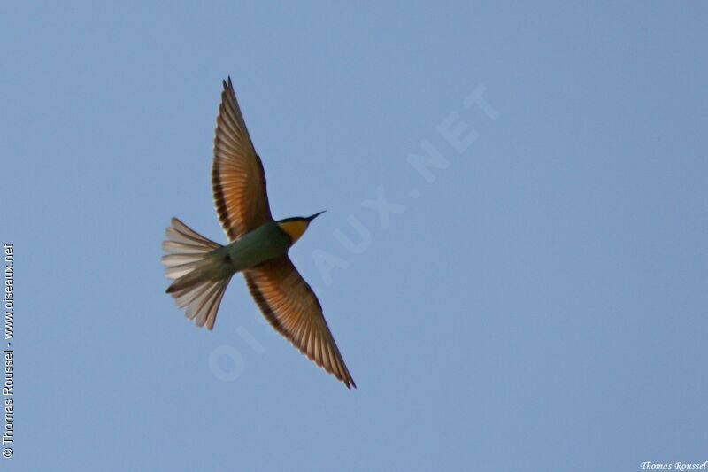 European Bee-eater, Flight