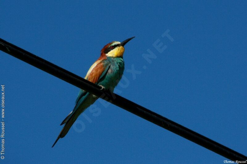 European Bee-eater, identification