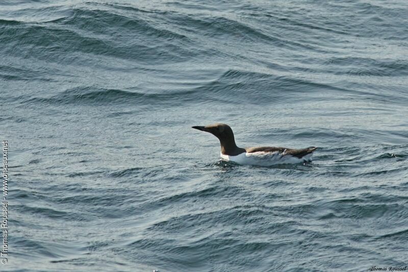 Common Murre, identification