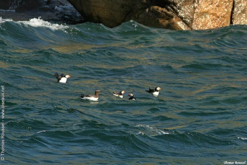 Guillemot de Troïl