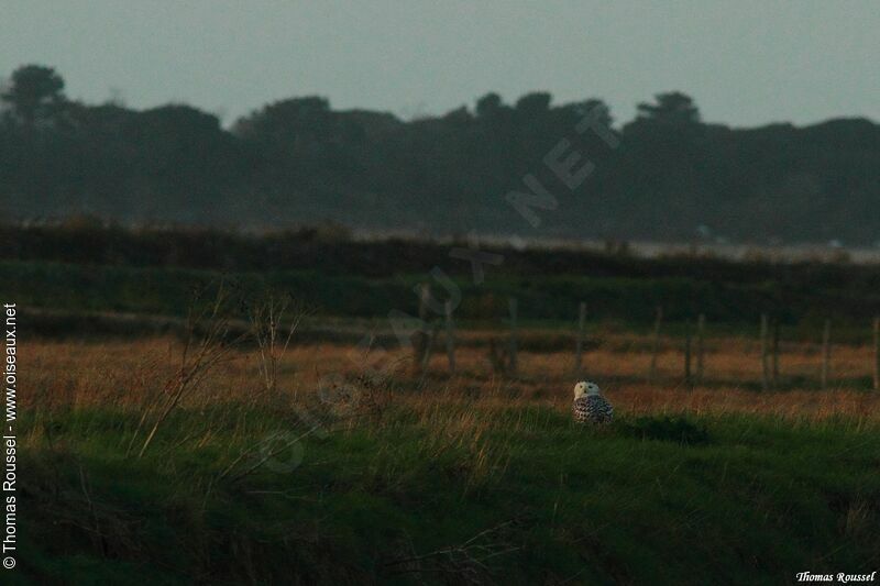 Snowy Owl female Second year